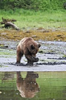 WAT-14610 Grizzly Bear - looking for clams to eat on estuary beach
