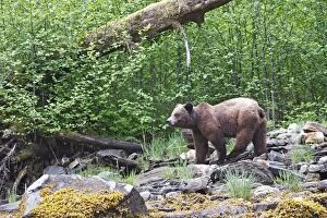WAT-14613 Grizzly Bear