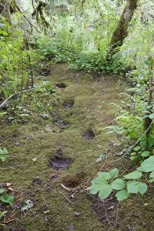 WAT-14620 Grizzly Bear - footprints / tracks