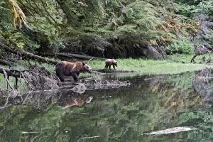 WAT-14623 Grizzly Bear - adult & cub at waters edge