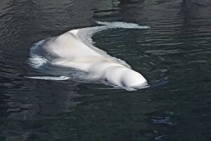 WAT-14643 Beluga Whale - in water