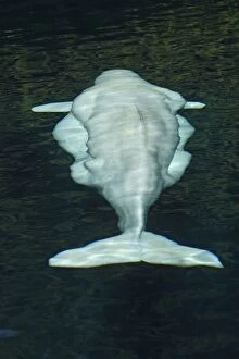 WAT-14644 Beluga Whale - in water - view from above