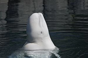 WAT-14646 Beluga Whale - in water