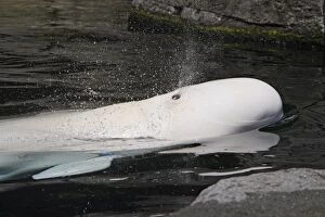 WAT-14649 Beluga Whale - in water