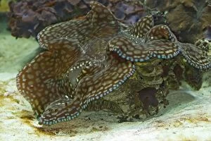 WAT-14650 Fluted Giant clam / Squamosa Clam / Scaled Clam