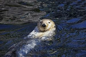 WAT-14673 Sea Otter
