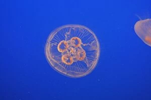 WAT-14677 Moon Jellyfish