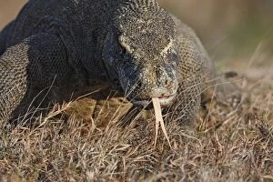 WAT-14692 Komodo Dragon - showing forked tongue