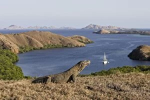 WAT-14711 Komodo dragon - at look out from Rinca island to other islands