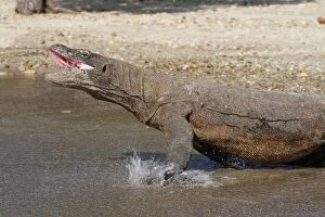 WAT-14729 Komodo dragon - entering water with mouth open - aggressive