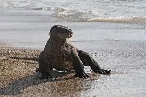 WAT-14732 Komodo dragon - on beach