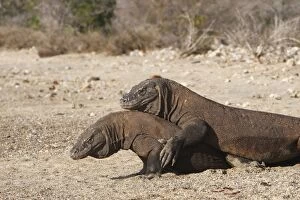 WAT-14743 Komodo dragon - two on beach - rivalry / aggression
