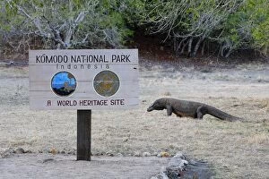 WAT-14747 Komodo dragon - at entrance to Komodo National Park