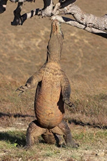 WAT-14750 Komodo dragon - on hind legs reaching up to tree