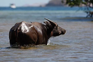 WAT-14754 Domestic Water Buffalo or Domestic Asian Water buffalo - on Rinca Island having returned to wild state