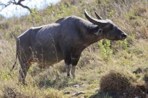 WAT-14755 Domestic Water Buffalo or Domestic Asian Water buffalo - on Rinca Island having returned to wild state