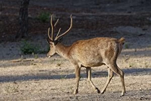 WAT-14759 Timor Deer / Rusa Deer / Sunda sambar