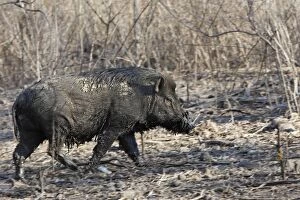 WAT-14784 Wild Boar on Komodo island