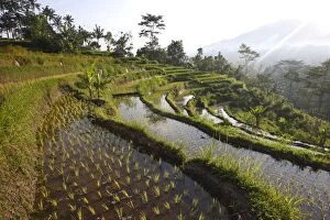 WAT-14805 Rice fields terraces near Sidemen in Bali