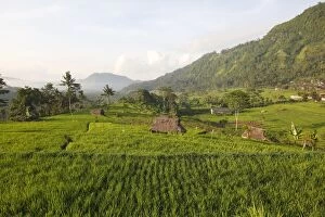 WAT-14806 Rice fields terraces near Sidemen in Bali