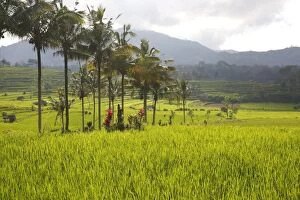 WAT-14811 Rice fields / paddies / terraces near Sidemen in Bali