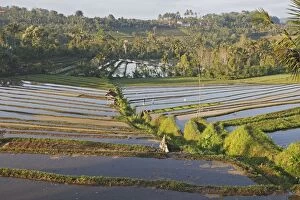 WAT-14813 Rice fields / paddies / terraces in Papuan in Bali