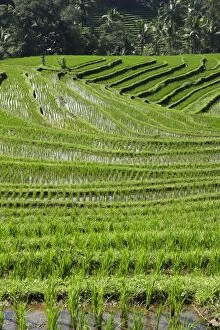 WAT-14817 Rice fields / paddies / terraces in Papuan in Bali