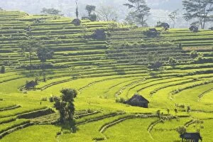 WAT-14819 Rice fields / paddies / terraces near Sidemen in Bali