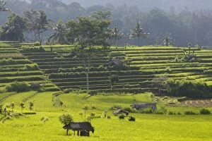 WAT-14820 Rice fields / paddies / terraces near Sidemen in Bali