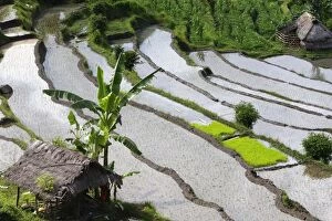WAT-14821 Rice fields / paddies / terraces near Sidemen in Bali