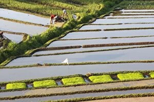 WAT-14823 Rice fields / paddies / terraces in Papuan in Bali