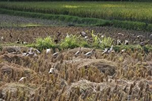 WAT-14830 Ducks - grazing in rice fields