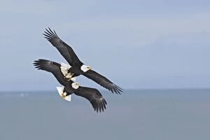 WAT-14845 Bald Eagle - in flight