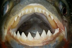 WAT-15021 Red / Red-Bellied Piranha - mouth wide open showing teeth