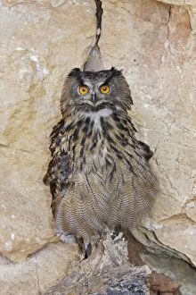 WAT-15098 Eagle Owl
