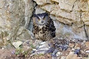 WAT-15099 Eagle Owl with Eurasian Tawny Owl (Strix aluco) as a prey