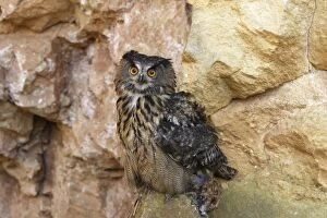 WAT-15103 Eagle Owl