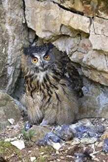 WAT-15104 Eagle Owl - with Eurasian Tawny Owl (Strix aluco) as a prey