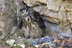 WAT-15105 Eagle Owl - with Eurasian Tawny Owl (Strix aluco) as a prey
