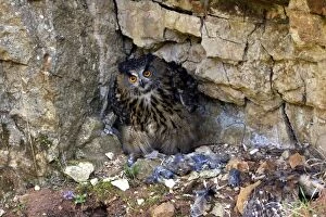 WAT-15106 Eagle Owl - with Eurasian Tawny Owl (Strix aluco) as a prey