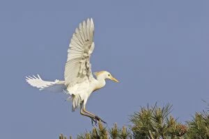 WAT-15138 Cattle Egret