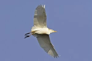 WAT-15139 Cattle Egret