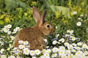WAT-15140 Domestic Rabbit - young in daisies