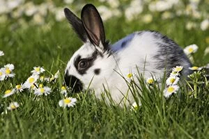 WAT-15148 Domestic Rabbit - young in daisies