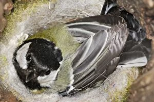 WAT-15151 Great Tit - in nest