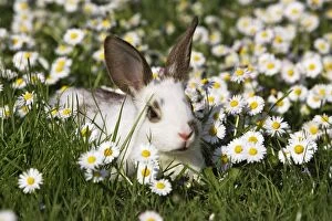 WAT-15155 Domestic Rabbit - young in daisies