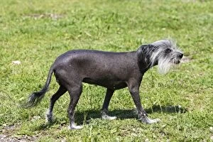WAT-15171 Chinese Crested Dog