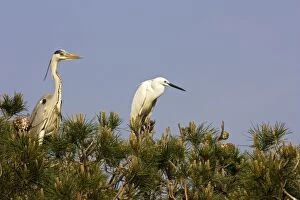 WAT-15192 Grey Heron & Little Egret