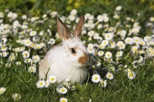 WAT-15198 Domestic Rabbit - young in daisies