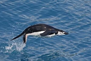 WAT-15434 Chinstrap Penguin - swimming